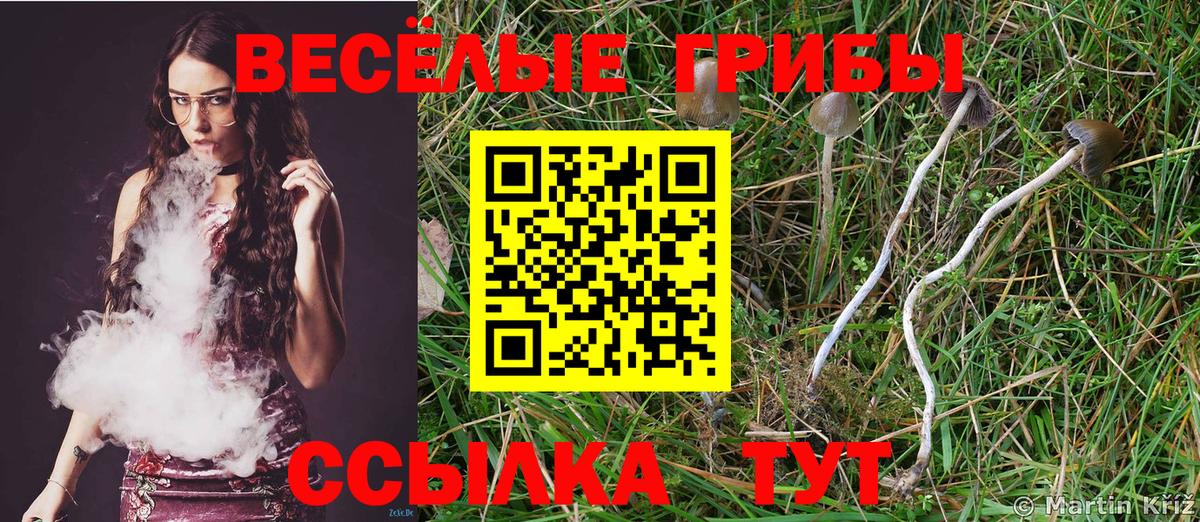 Псилоцибиновые грибы Psilocybine cubensis Йошкар-Ола